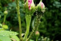 Bladluizen op rozen