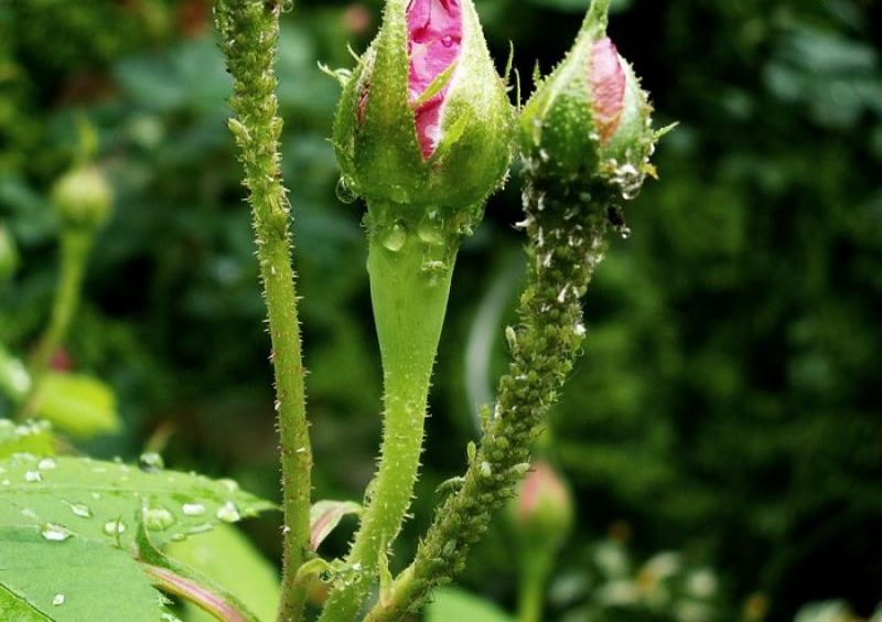 Bladluizen op rozen