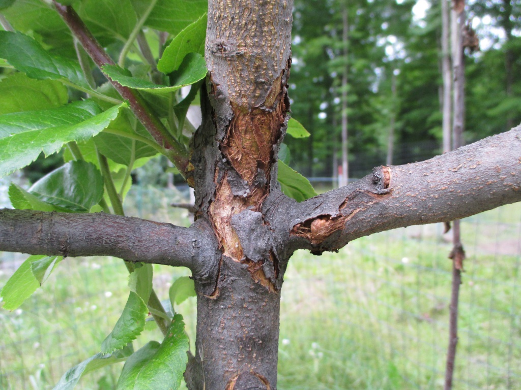 appelboomschors kraken