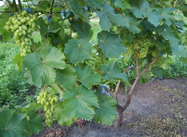 druivenverzorging in de zomer