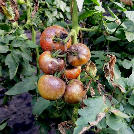 slechte tomaten