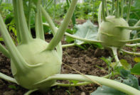 kohlrabi