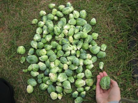 ang paghahasik ng mga brussel na sprout