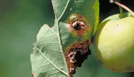 Roest van appelboom