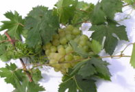 Green grape