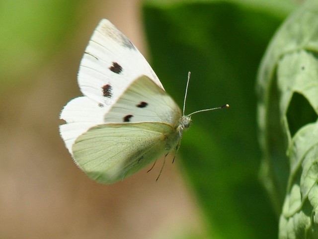 peste ng repolyo ng butterfly