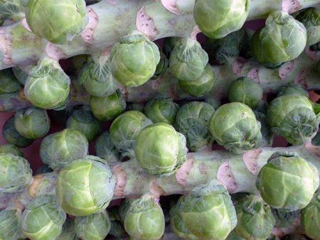 brussels sprouts