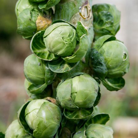 brussels sprouts sakit