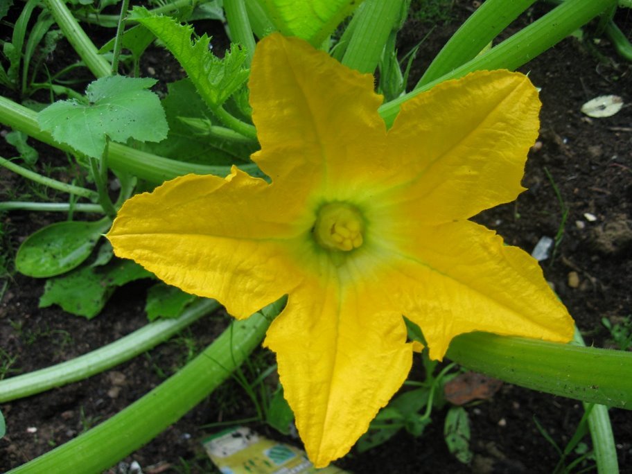 Zucchini blomster