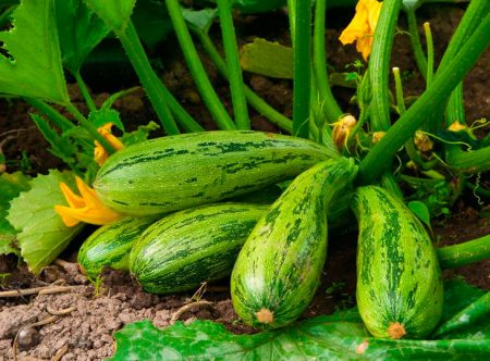 Innhøsting av courgette