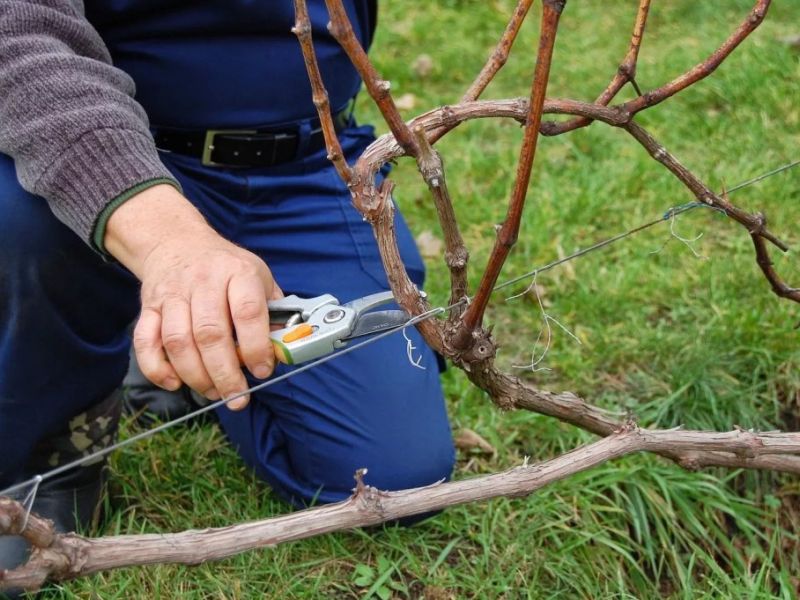 pruning sa tagsibol