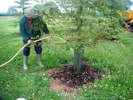 bomen water geven