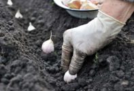 knoflook planten