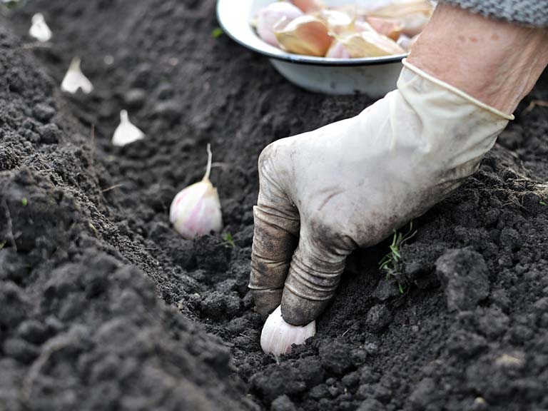 knoflook planten