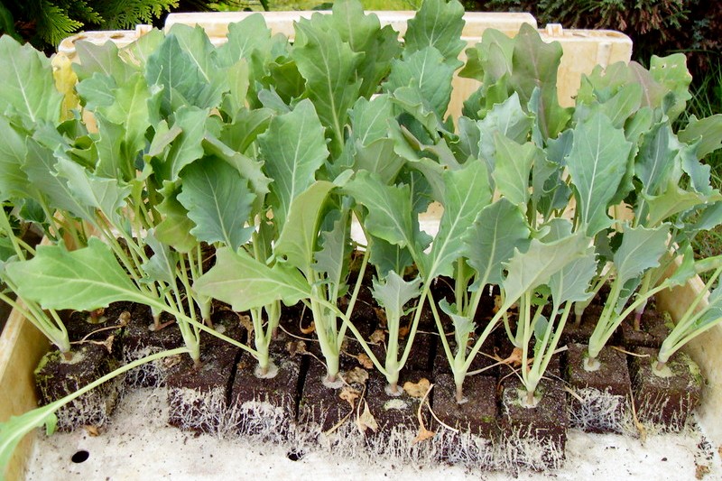 pag-aalaga ng seedling kohlrabi