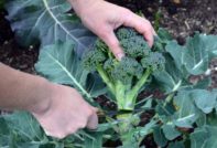 broccoli picking