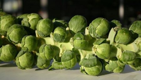 brussels sprouts