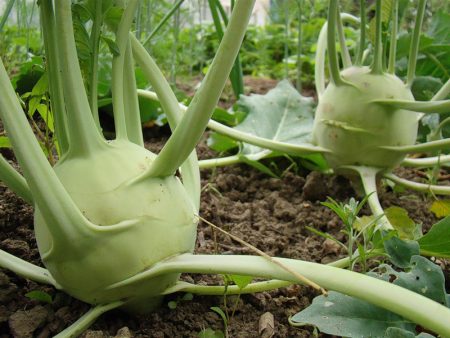 kohlrabi