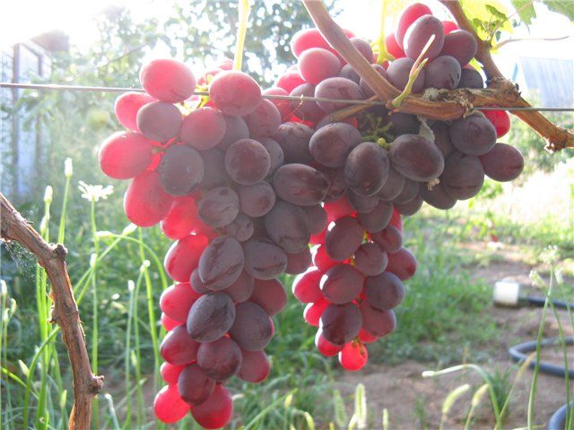 Ruby Jubileum - Grape Variety