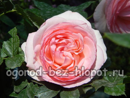 grade Abraham Darby