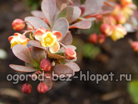 Atropurpurea nana