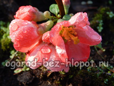 kvede blomst