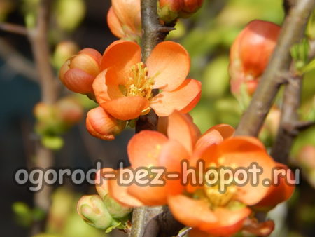 kvede blomst