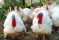 Turkeys Big 6: pag-aanak at pag-aalaga