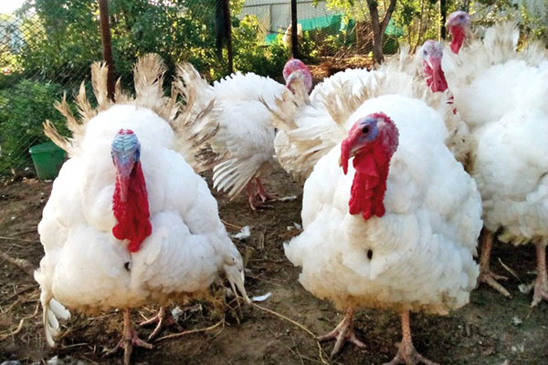 Turkeys Big 6: pag-aanak at pag-aalaga