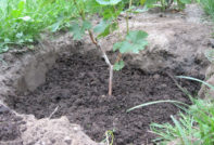 Druiven planten in de herfst