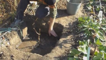 Paghahanda ng isang landing pit para sa mga ubas