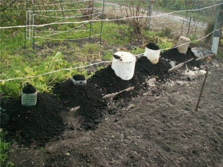 Regels voor het planten van druiven