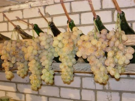 Grape Storage White Miracle