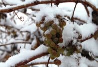 Druiven voorbereiden op de winter: hoe te snijden, verwerken vóór beschutting