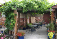 Canopy for grapes