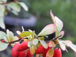 berberis frukt