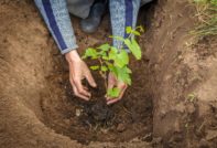 druiven planten