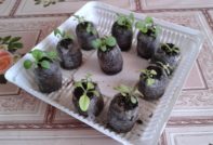 infunderte tomatplanter