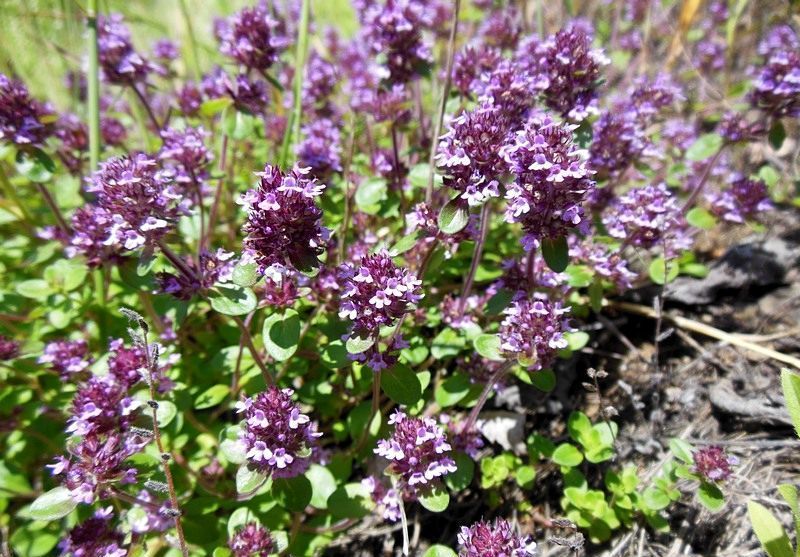 Paano palaguin ang lemon thyme: panlabas na paglilinang, pagtatanim at pangangalaga, larawan