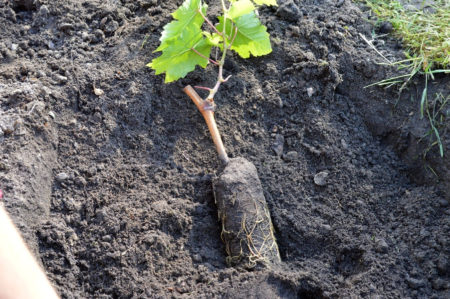 We planten druiven