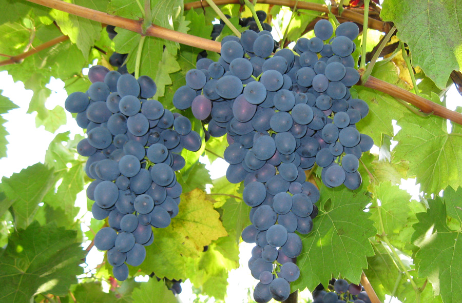 Grapes Moldova: variety description, photos, reviews