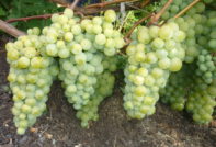 puting muscat grapes