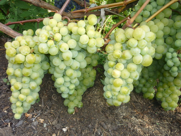 puting muscat grapes