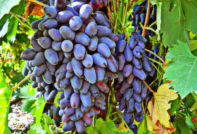 Grapes of Memory of Negrul