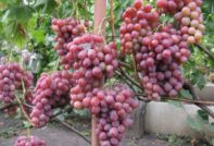 How to plant grapes