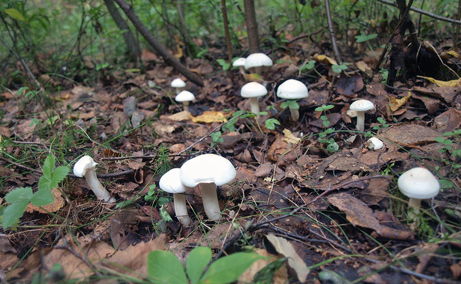 Area ng Paglago ng Mushroom