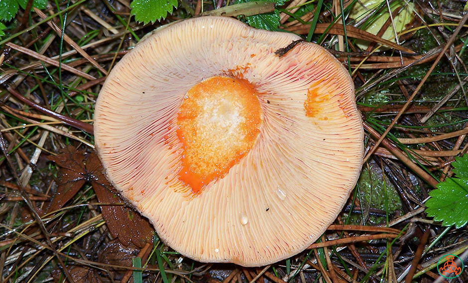 Melkachtig sap in pijnboompaddestoelen