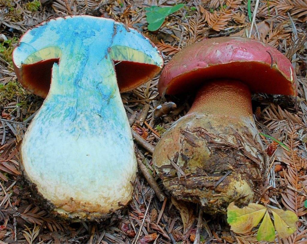 Uncleville boletus