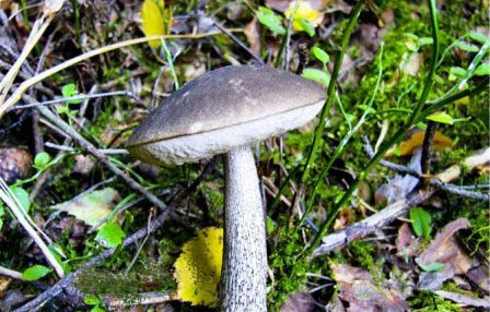 Ash Grey Mushroom