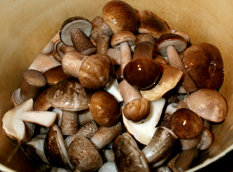 Pagluluto boletus